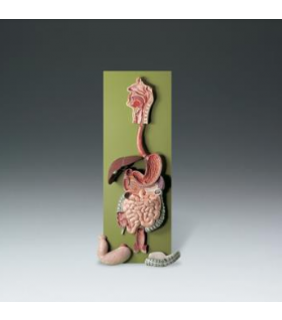 Anatomical Chart Company Human Digestive Tract Model