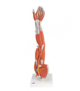 Anatomical Chart Company Muscles of the Arm Model (Left)