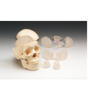 Anatomical Chart Company Budget Skull With Eight-Part Brain