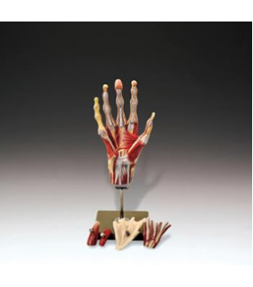 Anatomical Chart Company Muscles of the Hand Model