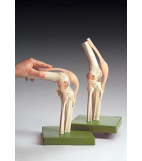 Anatomical Chart Company Functional Model of the Knee Joint