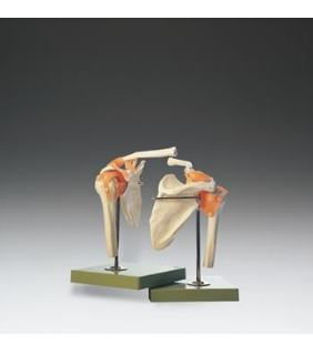 Anatomical Chart Company Functional Model of the Shoulder Joint
