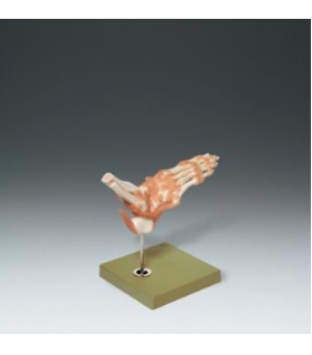 Anatomical Chart Company Functional Model of the Foot and Ankle
