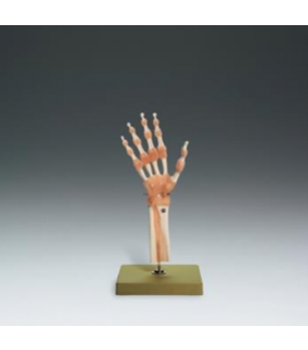 Anatomical Chart Company Functional Model of the Hand and Wrist