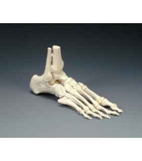 Anatomical Chart Company Elastic Foot Model