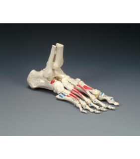 Anatomical Chart Company Painted Foot on Elastic