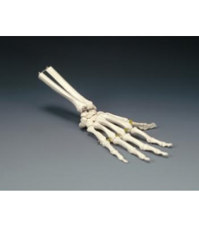 Anatomical Chart Company Elastic Hand Model