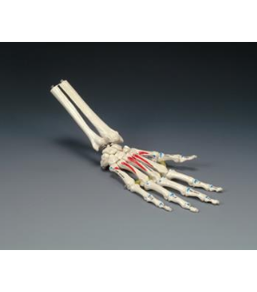 Anatomical Chart Company Painted Hand on Elastic