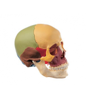 Anatomical Chart Company Disarticulated Colored Skull