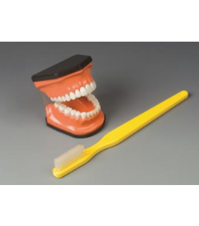 Anatomical Chart Company Flossing and Brushing Teaching Model