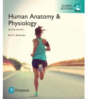Pearson Education ebook Human Anatomy & Physiology 2E, Global Edition