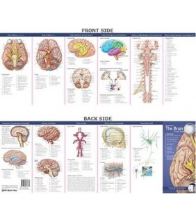 Lippincott Williams & Wilkins Illustrated Pocket Anatomy: Anatomy of the Brain Study Guide
