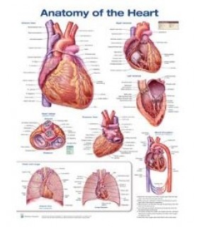Lippincott Williams & Wilkins Anatomy of the Heart
