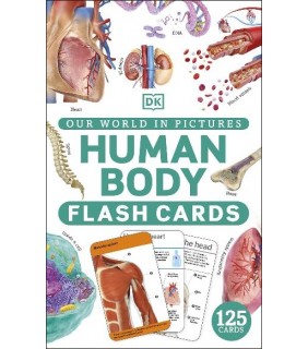 Dorling Kindersley Our World in Pictures Human Body Flash Cards