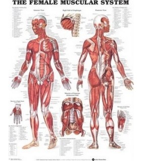 Lippincott Williams & Wilkins The Female Muscular System Anatomical Chart Laminated
