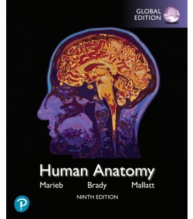 Pearson Education ebook Human Anatomy, eBook, Global Edition