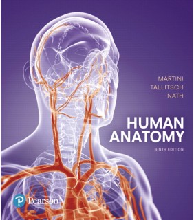 A&S Academic Science Human Anatomy