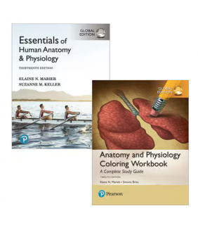 Pearson Education Essentials of Human Anatomy & Physiology, Global Edition + A