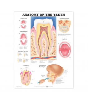 Anatomical Chart Company Anatomy of the Teeth Anatomical Chart