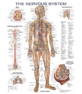 Anatomical Chart Company The Nervous System Anatomical Chart Laminated