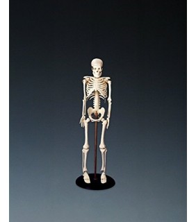 Lippincott Williams & Wilkins Flexible Mr Thrifty Skeleton