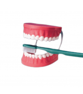 Anatomical Chart Company Giant Tooth Brushing Model