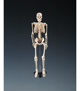 Lippincott Williams & Wilkins Mr Thrifty Skeleton